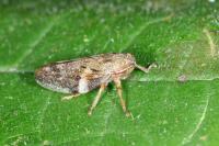 Aphrophora alni