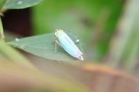 Cicadella viridis