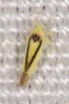 Edwardsiana geometrica