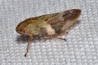 Aphrophora alni