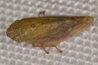 Aphrophora pectoralis