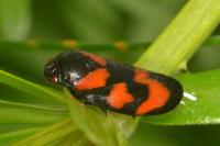 Cercopis vulnerata
