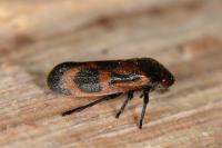 Haematoloma dorsata