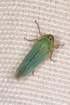 Cicadella viridis
