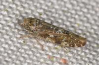 Allygus mixtus