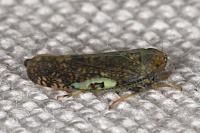 Orientus ishidae