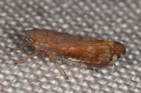 Fieberiella florii