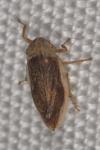 Philaenus spumarius
