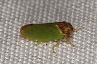 Iassus lanio