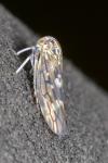 Idiocerus lituratus
