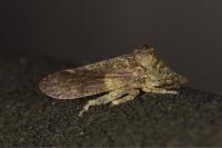 Ledra aurita