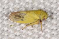 Oncopsis flavicollis