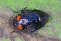 Penthimia nigra