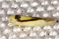 Edwardsiana geometrica