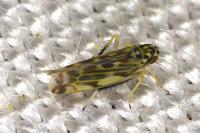 Eupteryx urticae