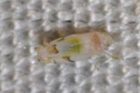 Eurhadina concinna