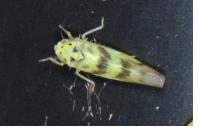 Linnavuoriana sexmaculata