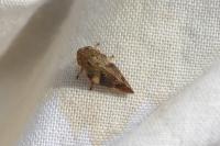 Aphrophora alni