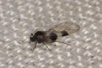 Anoecia corni