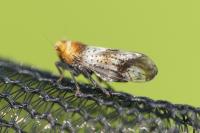 Conomelus
