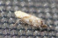 Errastunus ocellaris