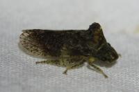 Ledra aurita