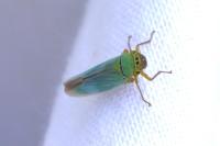 Cicadella viridis