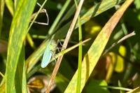 Cicadella viridis