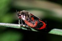 Haematoloma dorsata
