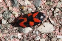 Cercopis vulnerata