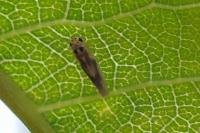 Arboridia