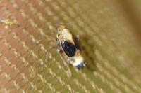 Struebingianella lugubrina