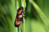 Cercopis vulnerata