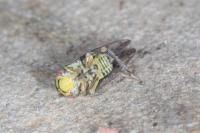 Oncopsis subangulata