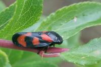 Cercopis vulnerata