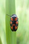 Cercopis vulnerata
