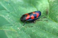 Cercopis vulnerata