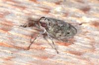 Issus coleoptratus