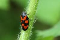 Cercopis vulnerata