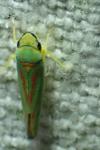 Graphocephala fennahi