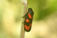 Cercopis vulnerata