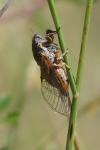Cicadetta montana/petryi/cantilatrix