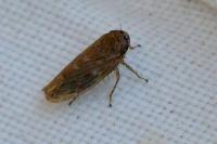 Euscelidius variegatus