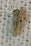 Macrosteles