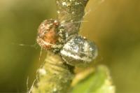 Eulecanium tiliae