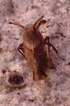 Asiraca clavicornis