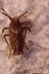 Asiraca clavicornis