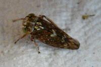 Acericerus heydenii