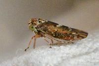 Acericerus heydenii