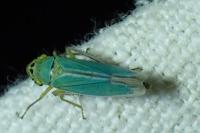 Cicadella viridis